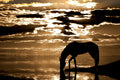 Sepia Sunset